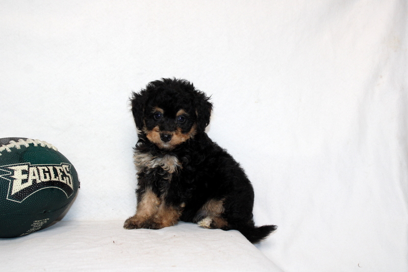 puppy, for, sale, Mini Bernedoodle F2, Matthew B. Stoltzfus, dog, breeder, Gap, PA, dog-breeder, puppy-for-sale, forsale, nearby, find, puppyfind, locator, puppylocator, aca